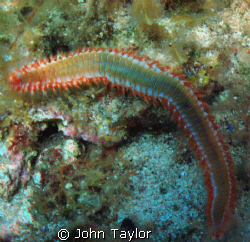 Fire Worm in all its glory.

Colours scream DON'T TOUCH... by John Taylor 